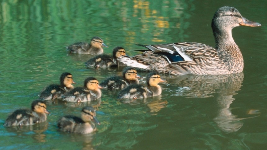  ����� ����� ���������� ��� 