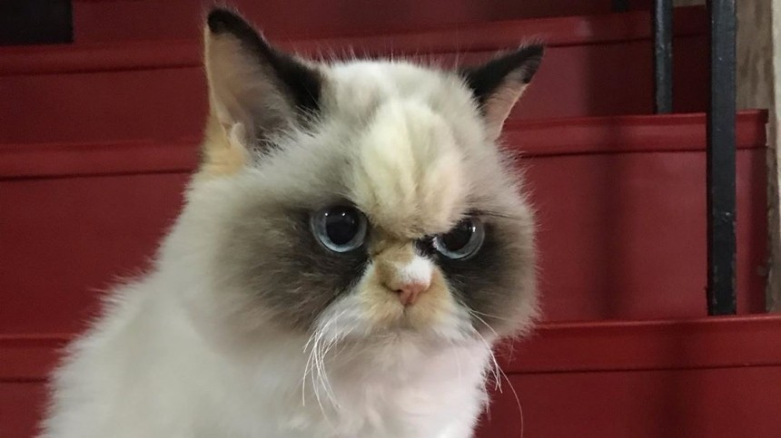    grumpy cat    