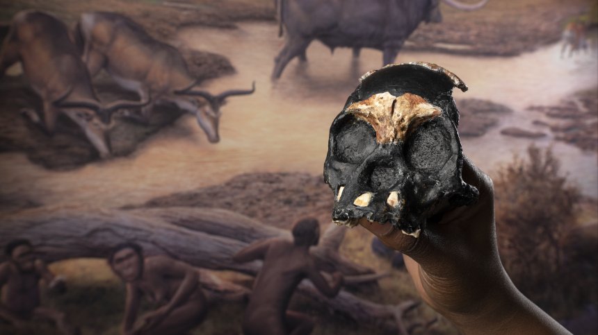   :       Homo naledi