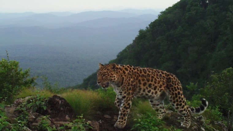 Фотоловушки зафиксировали с трудом выжившую самку леопарда в Приморье