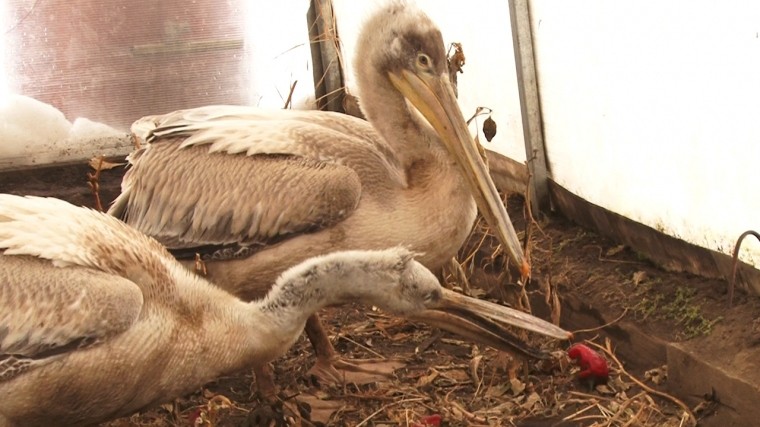 На Алтае продолжают спасать кудрявых пеликанов