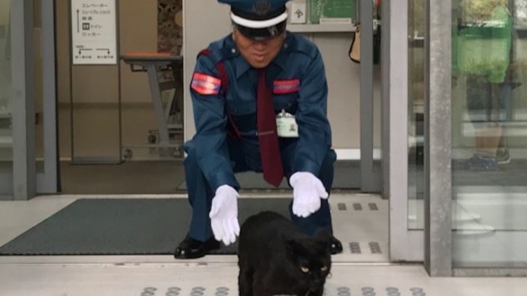 Видео: два кота пытаются проникнуть в художественный музей в Японии
