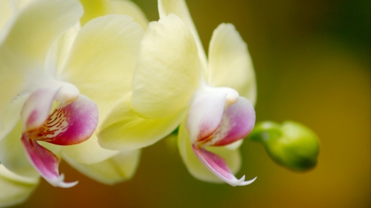 На Мадагаскаре нашли необычную орхидею с запахом шампанского