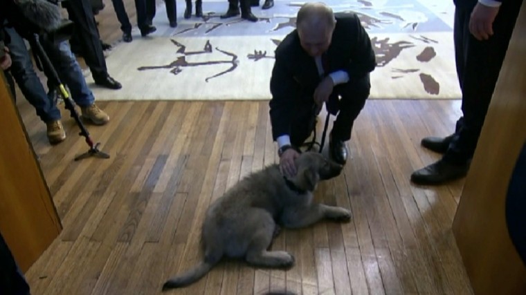Очаровательное видео первой встречи Путина с сербским щенком умилило соцсети
