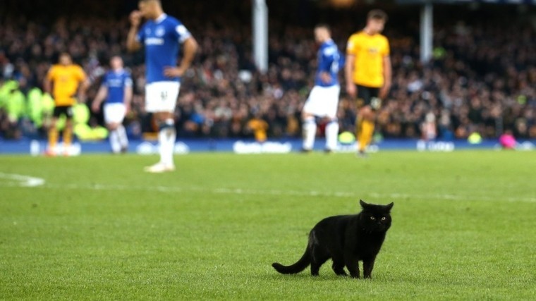 «Быстрее футболистов»: Из-за черного кота в Англии приостановили матч — видео