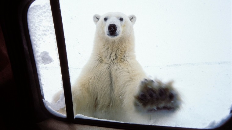 «Такого никогда не было»: Жители Новой Земли в ужасе от нашествия белых медведей