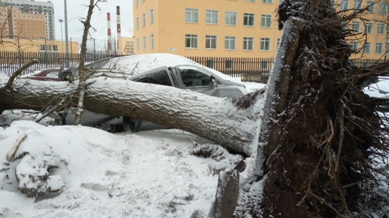 Последствия непогоды: Как Петербург пережил буйство стихии — фотоотчет