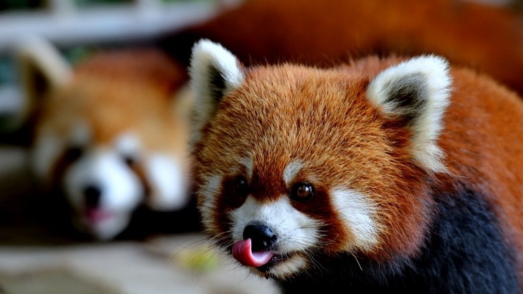 Милое видео: В Австралии появились на свет редкие красные панды