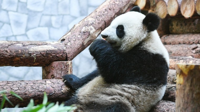 Видео: Очаровательные панды в Московском зоопарке