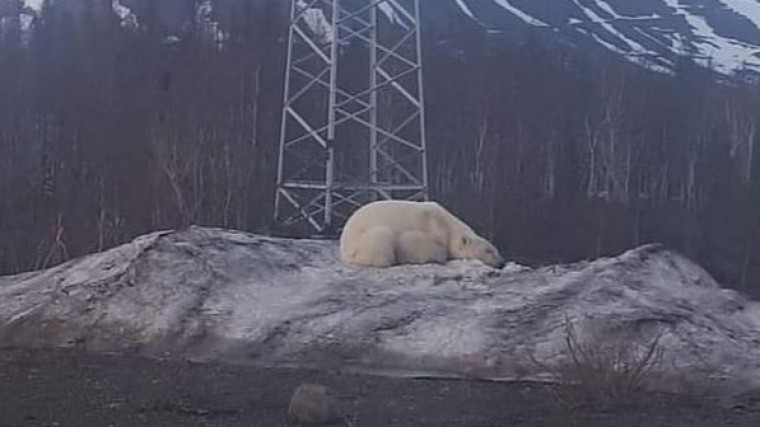Белый медведь напугал подростков в Норильске