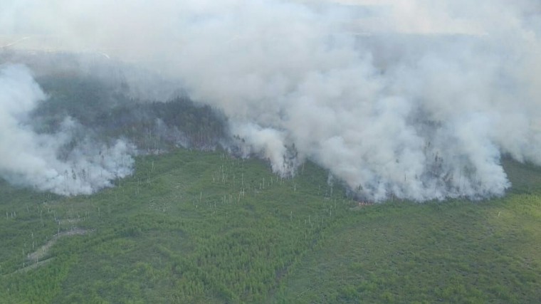 Лесной пожар бушует на площади 80 гектаров в Подмосковье — фото и видео