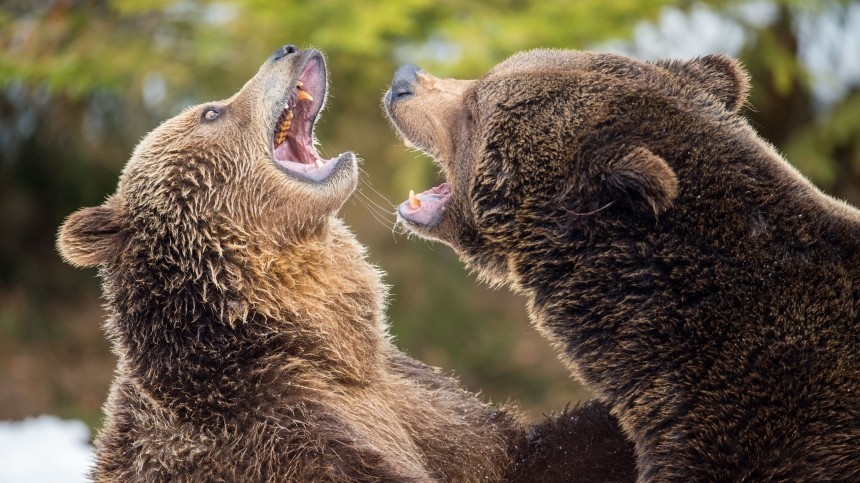 Медведица с медвежатами устроили забег в районом центре Мильково на Камчатке