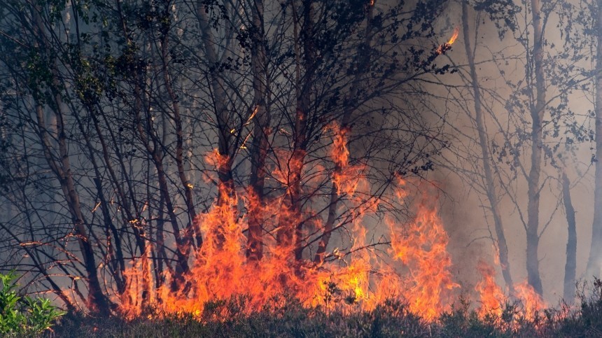 Видео: Режим ЧС ввели в пяти регионах России из-за лесных пожаров