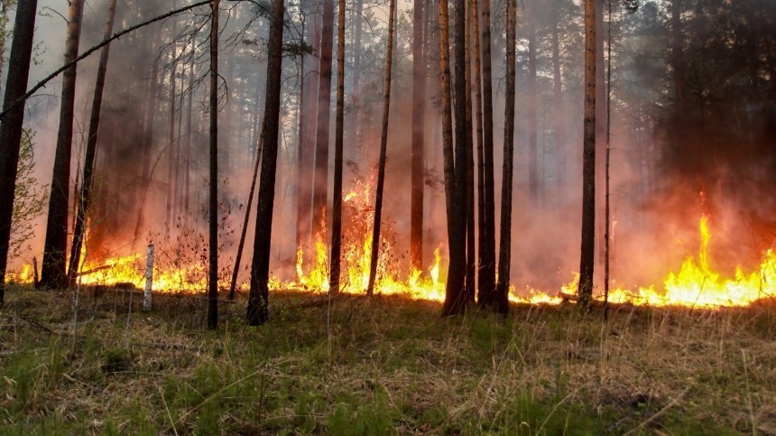 Фото: Роскосмос показал снимок пожаров в Сибири из космоса
