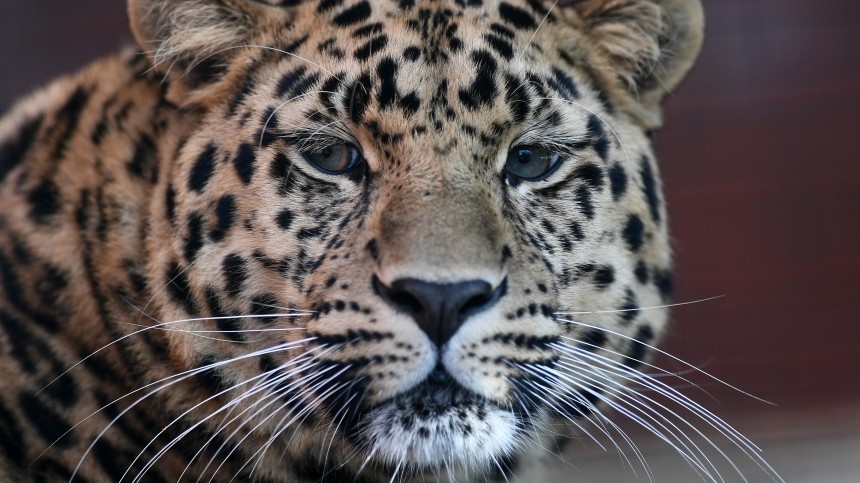 Спасенному в Приморье дальневосточному леопарду дали имя Эльбрус