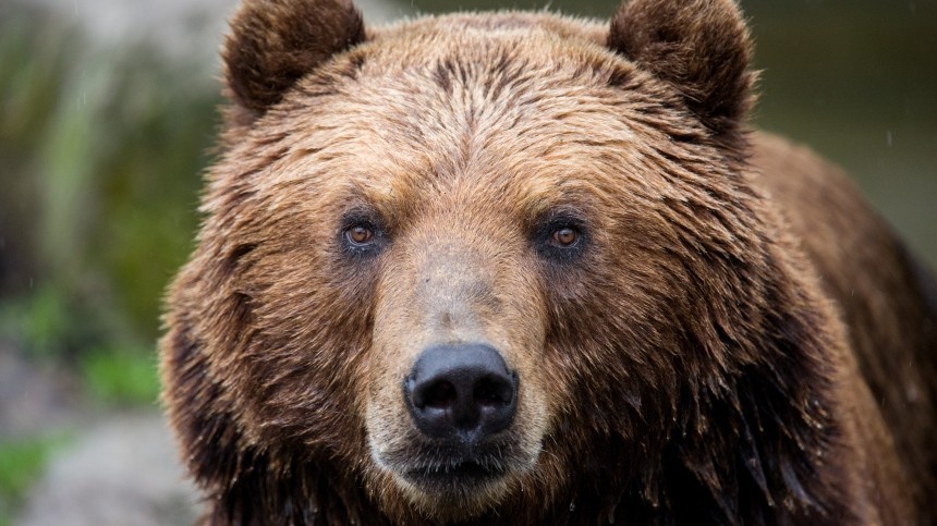 Дрессировщик Руслан Солодюк объяснил причины нападения медведя на арене