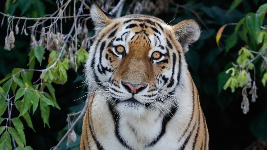 В Приморском крае убили краснокнижного амурского тигра