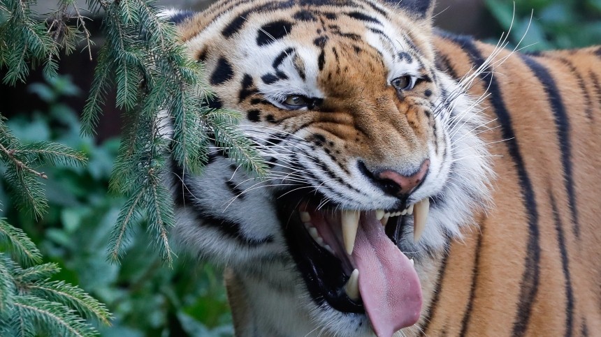 Фото с места задержания предполагаемых убийц краснокнижного тигренка в Приморье
