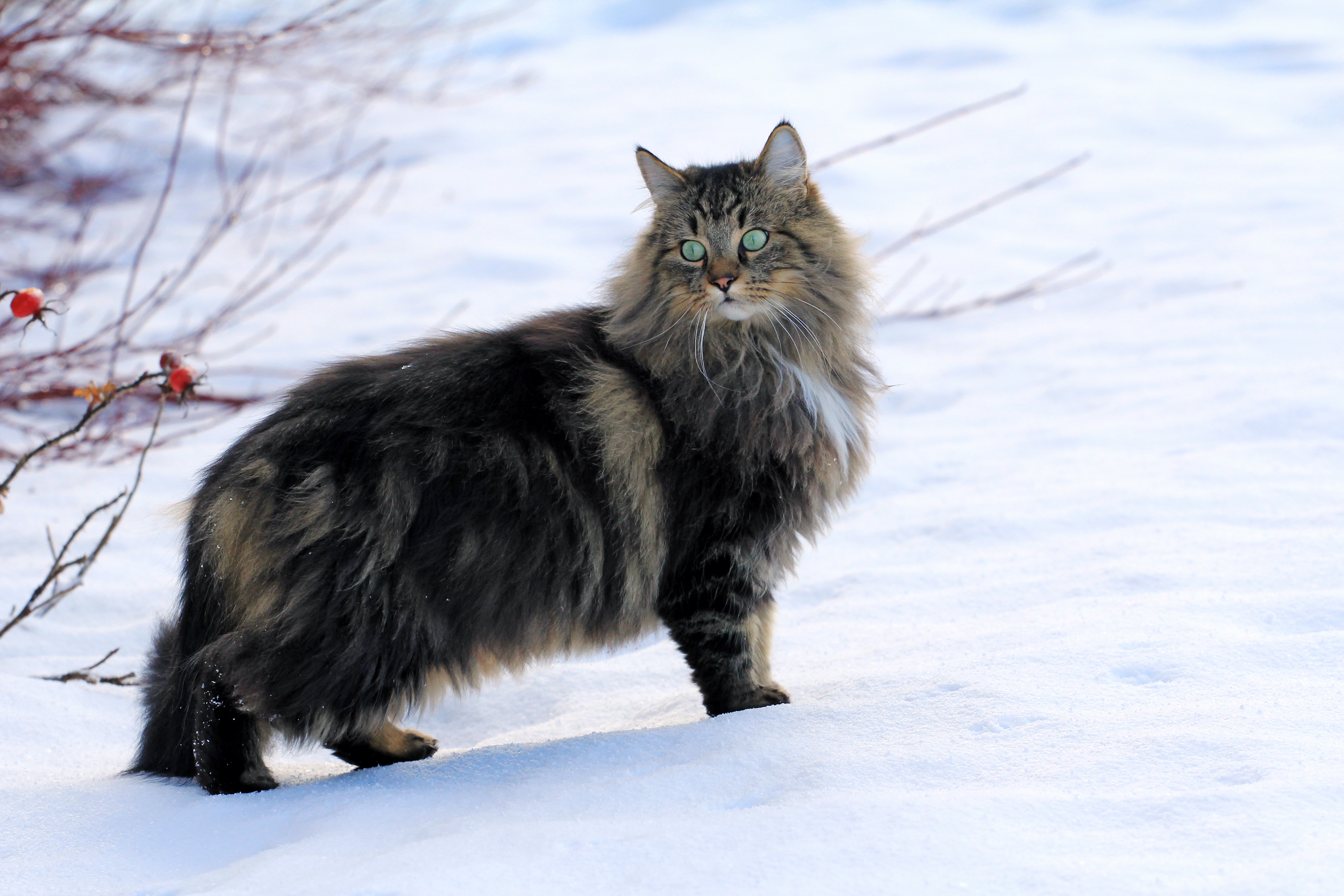 Норвежский Лесной кот