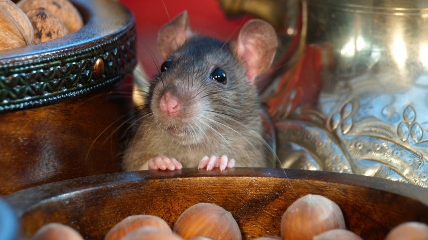 Малоизвестные факты о крысах — символе 2020 года