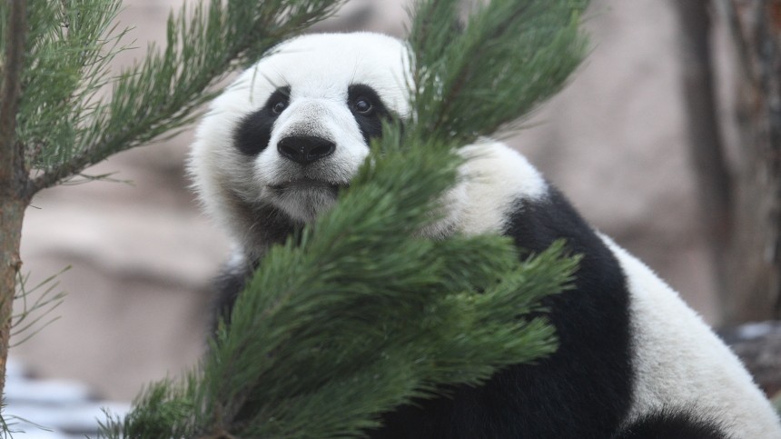 «Ми-ми-мишка»: панда играла с елкой в Московском зоопарке и проиграла