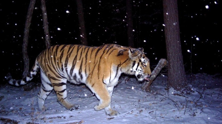 Автобус сбил тигра в Приморье — животное умерло, пытаясь спрятаться в лесу