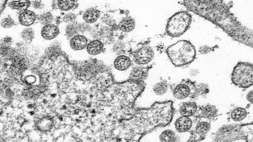 Тест: Правда или ложь о коронавирусе