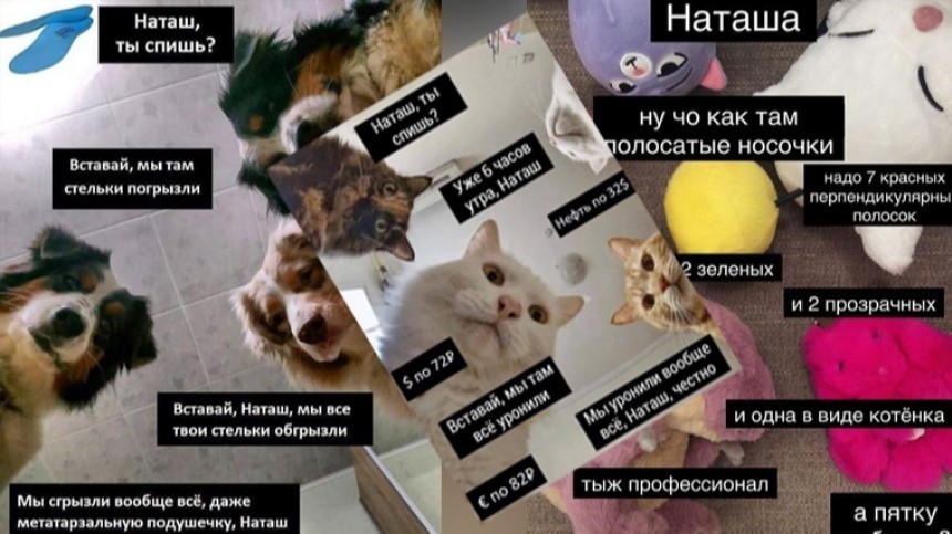 «Наташ, мы там все уронили»: как мем про котов стал символом всех проблем
