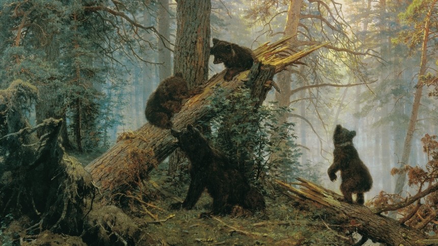 «Утро в сосновом лесу»: троих медвежат на макушке ели заметили на Сахалине
