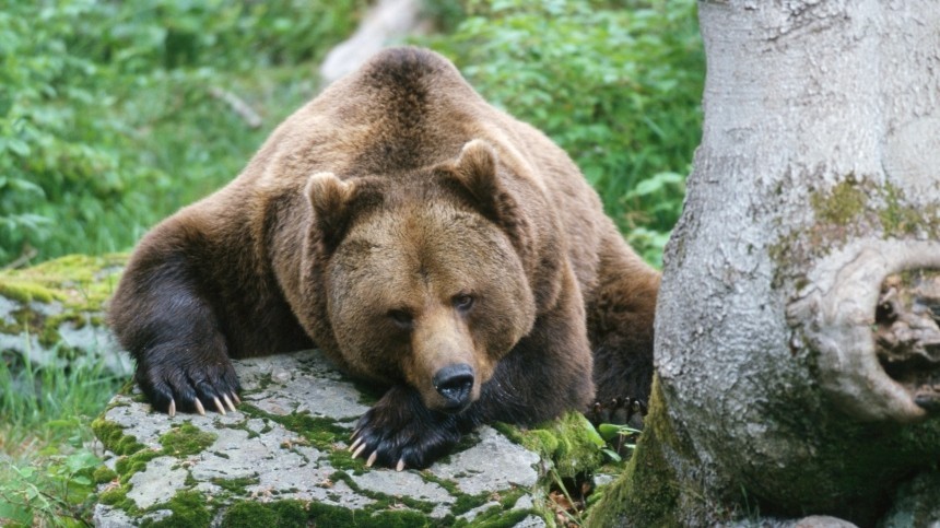 Момент нападения медведя на прохожего в Ярославле попал на видео