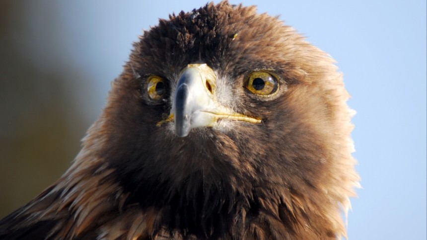 В Дагестане проводят проверку по факту убийства на камеру краснокнижного орла