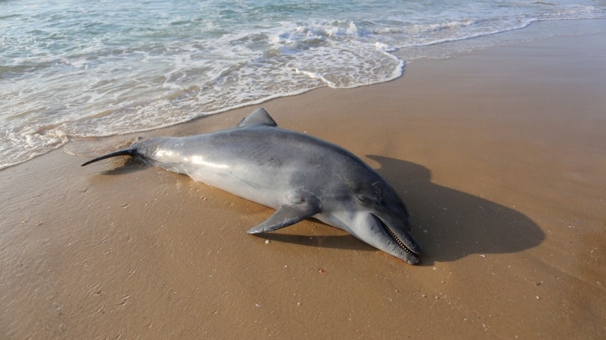 Около 300 дельфинов погибли за последние месяцы на Черном море