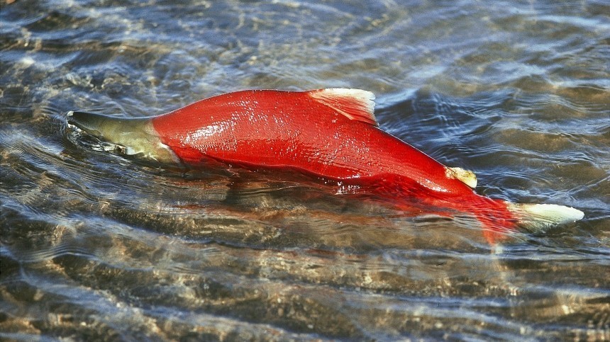 Рухнувший мост в Мурманске грозит сокращением популяции лосося