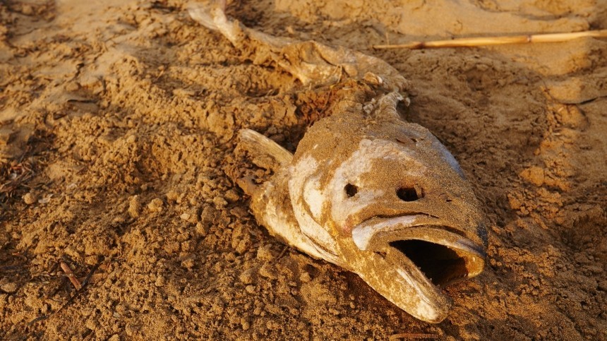 Массовый мор рыбы в Адыгее: «Вот так делала ртом вчера, а сегодня всплыла вся»