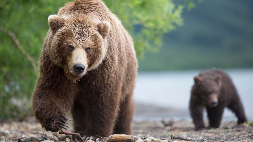 Голодный медведь держит в страхе целый город в Магаданской области