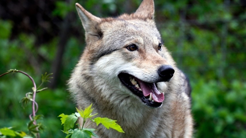 Зена — королева лесхоза: история любви человека и волка