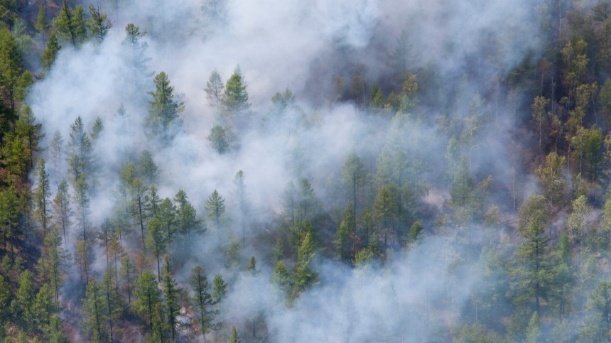 Пожар в заповеднике «Утриш» в Краснодарском крае локализован