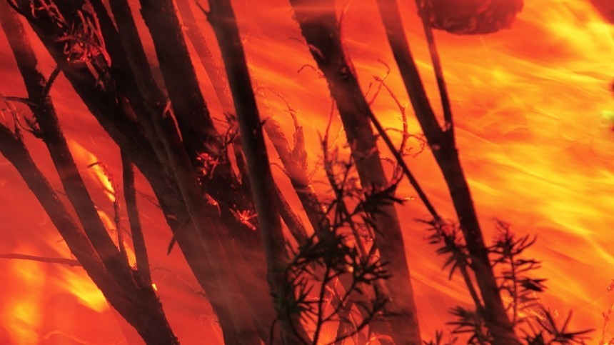 В России бушует 74 лесных пожара
