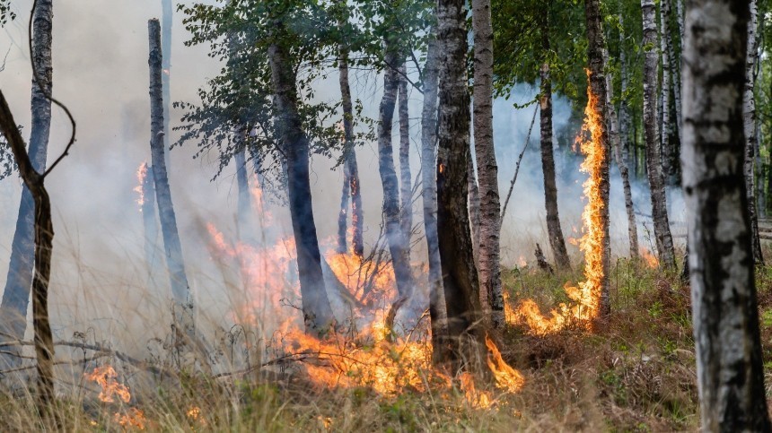 Лесные пожары подступают к населенным пунктам Ростовской области