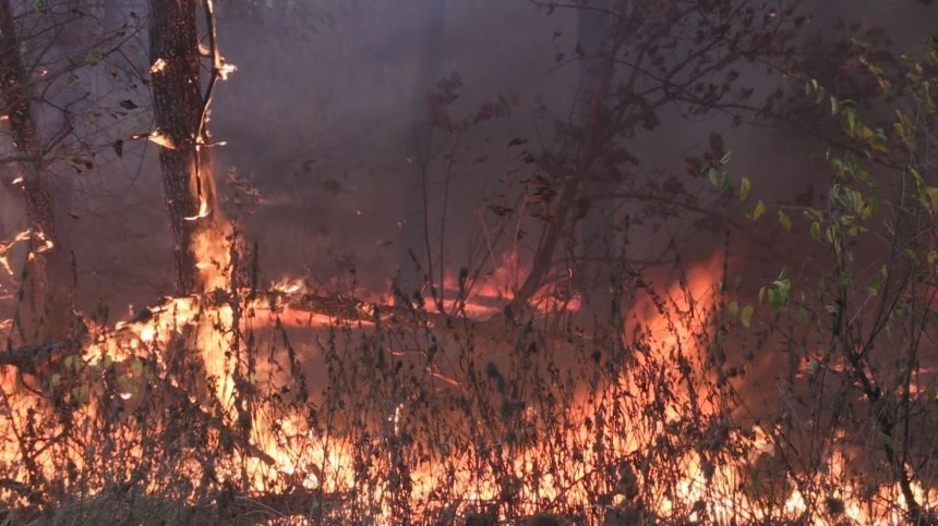 Масштабные пожары под Воронежем угрожают пяти населенным пунктам — видео
