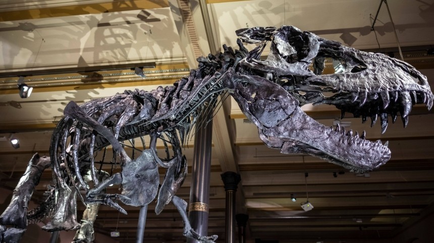 Тиранозавр Стэн установил рекорд на аукционе Christie's