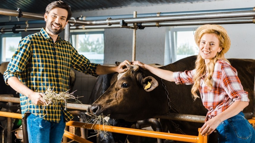 Рецепт счастья: жители Нидерландов ездят на фермы обниматься с коровами