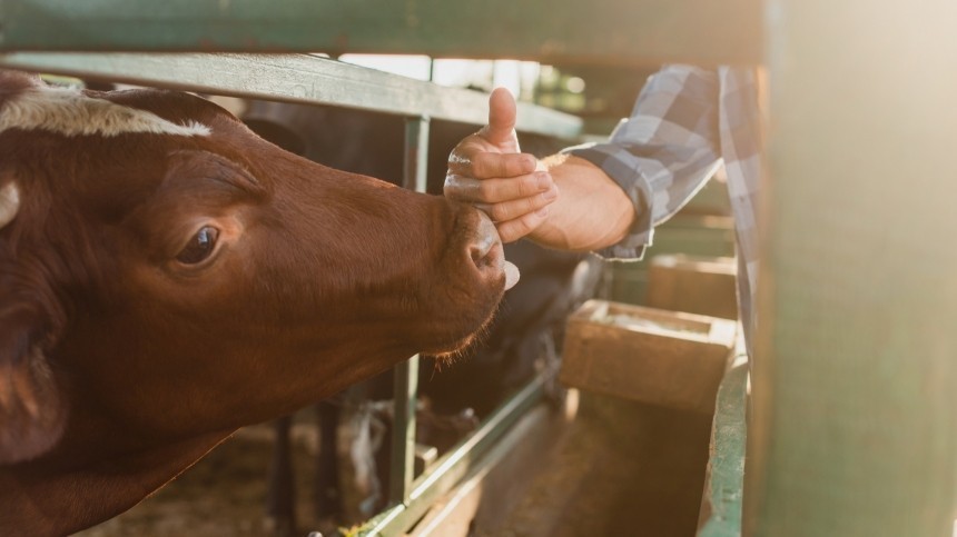 Глаза в глаза, щека к щеке: как объятья с коровами помогает снимать стресс