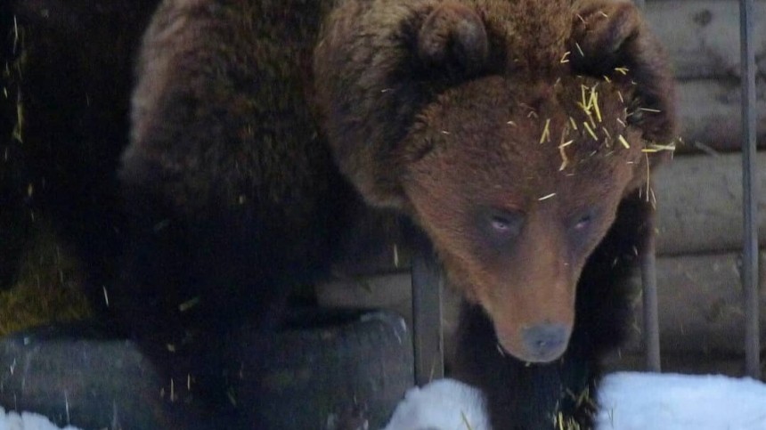 В Омске объявили конкурс на лучшую колыбельную для медведицы Сони