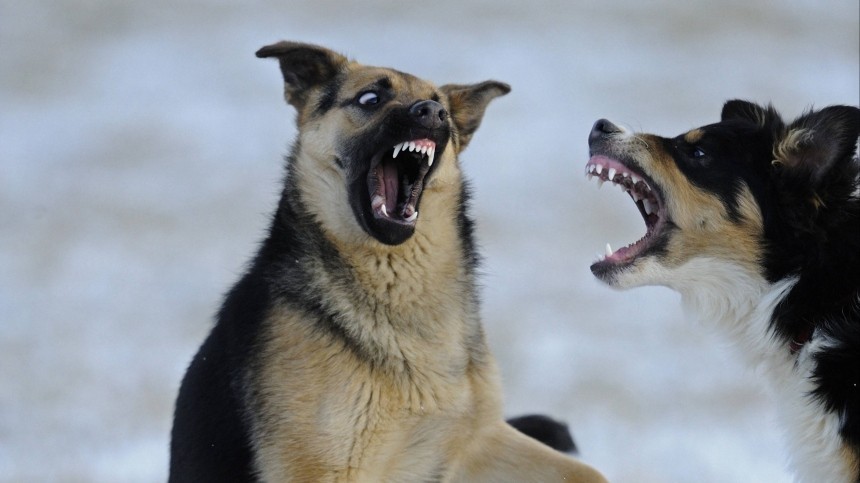 Стаи бродячих собак нападают на жителей Улан-Удэ