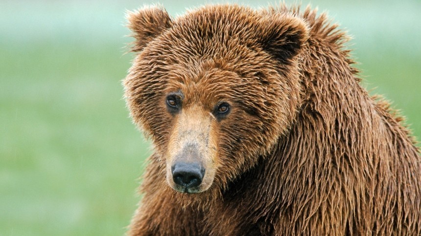 Любитель музыки: в США медведь заглянул на домашнюю вечеринку к диджею