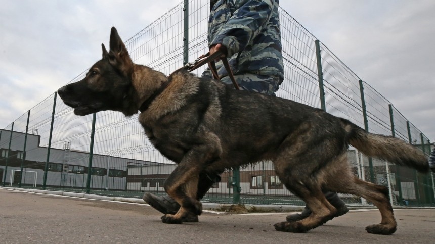 Петербургские кинологи тренируют собак находить расчлененные тела