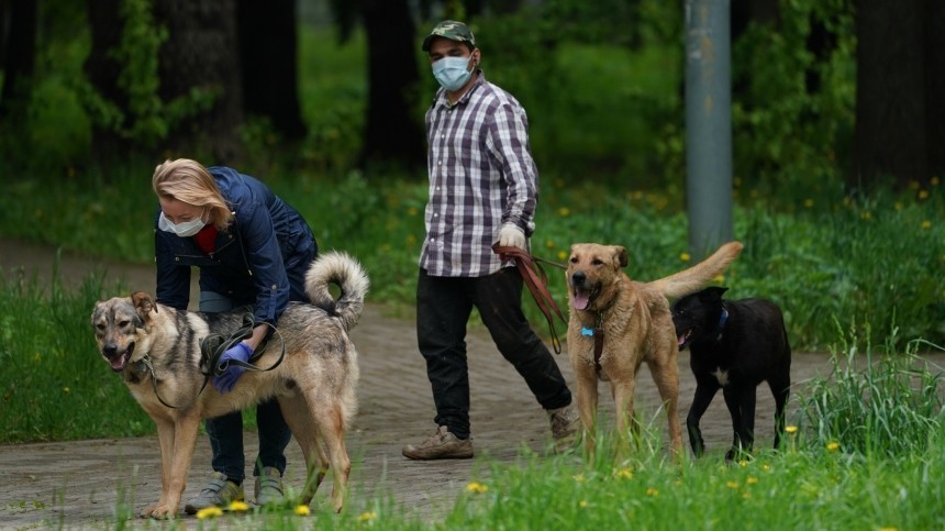 В России предложили ввести налог на собак и обязательную стерилизацию питомцев