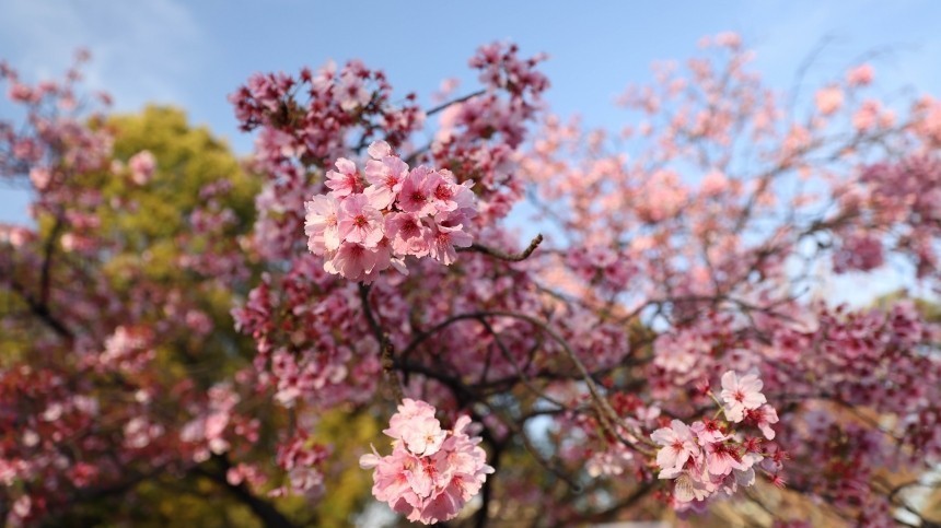 Цветение сакуры в Японии бьет рекорды — видео