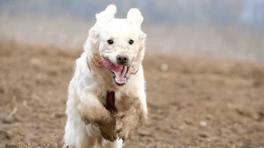 Уделала двуногих: собака случайно выиграла соревнования по бегу в США — видео